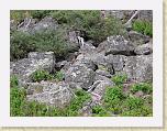 015. marmotta * 2272 x 1704 * (2.4MB)